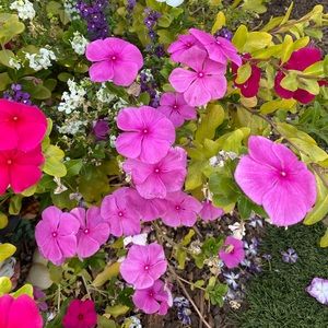 Meet your Posher, Tami